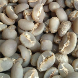 Aceh Gayo Arabica Coffee Beans Grade 1, 2
