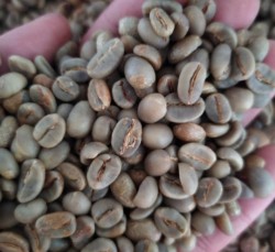 High Quality Gayo arabica coffee