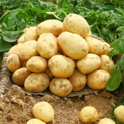 Fresh Egyptian Potato High Quality