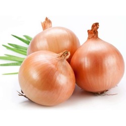 Fresh golden onions egyptian
