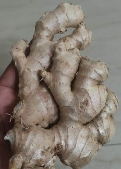 Fresh Indian Ginger