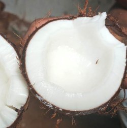 Dry coconut Copra