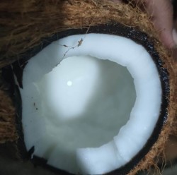 Dry coconut Copra