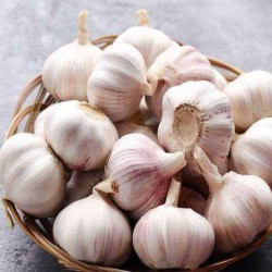 Pure White Garlic fresh Garlic