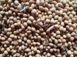 Non GMO Soya beans for human consumption