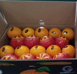 Fresh Naval Orange Citrus Fruit