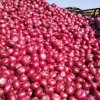 High Quality Fresh Nashik Red Onion