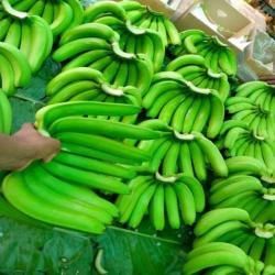 Fresh High Quality Green Banana