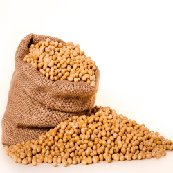 Dried GMO Soybean High Proteins for Human Consumption