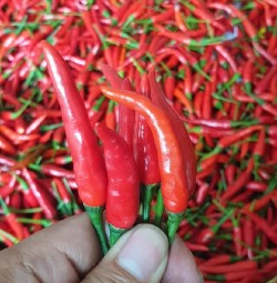 Fresh Red Chilli High Quality