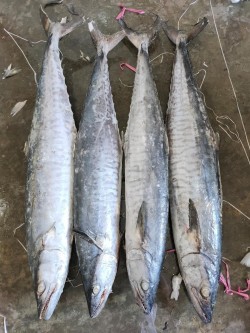 Fresh and Frozen king fish