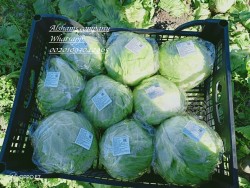 Fresh Iceberg Lettuce Vegetable
